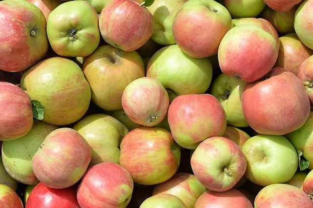 Россельхознадзор уже решил, что фрукты будет уничтожать с помощью бульдозеров