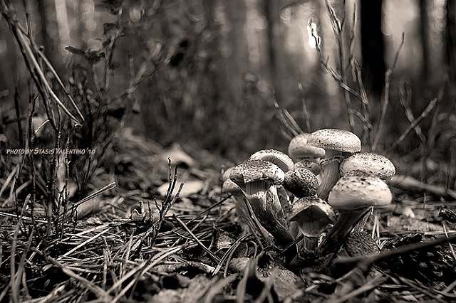Сезон грибов-галлюциногенов начался на Урале. «Употребляют прямо в электричках»