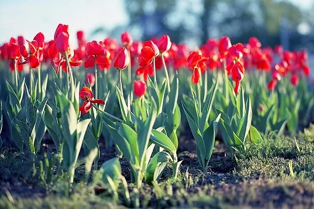 Площадь и стела Трудовой Доблести появятся на Уралмаше