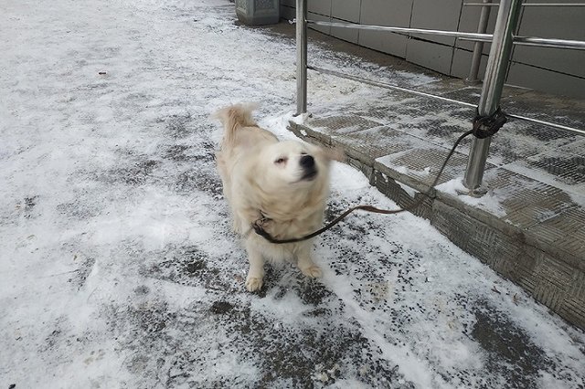 Двое жителей Екатеринбурга продали через Интернет 40 несуществующих щенков