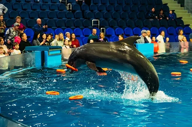 В екатеринбургском океанариуме родился дельфинёнок — видео