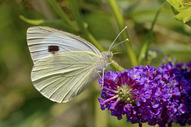 Бабочки-капустницы оказались на грани вымирания