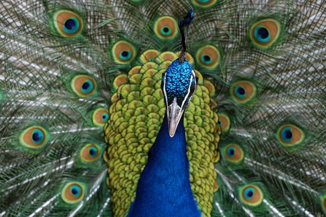 Посетители китайского зоопарка до смерти шокировали двух павлинов