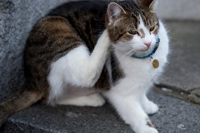 Всемирный день домашних животных