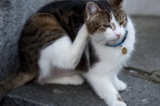 Всемирный день домашних животных