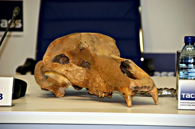 Прогулка среди могил: археологический сезон на Урале подошёл к концу