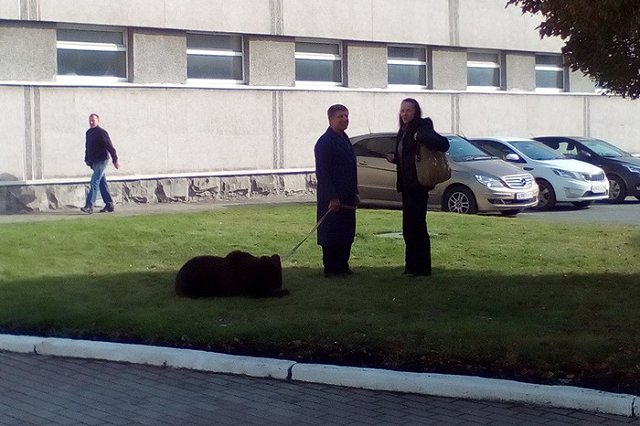 Во время детского представления в Сыктывкаре на дрессировщика напал медведь