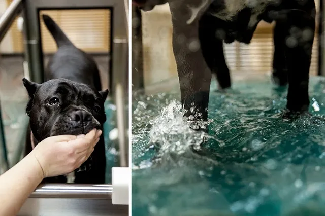 В Екатеринбурге появился фитнес-центр для собак