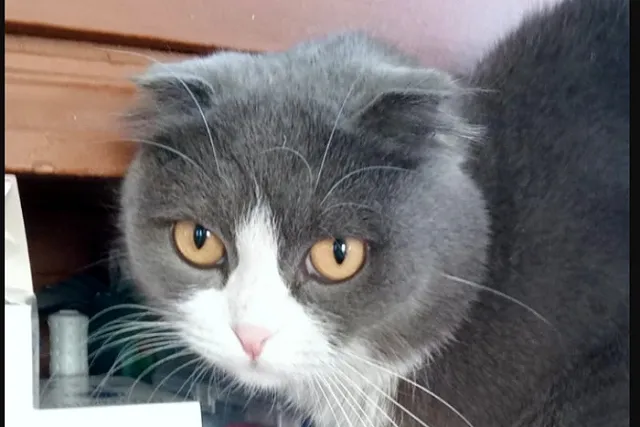 Кошка спасла ребенка во время пожара на Урале