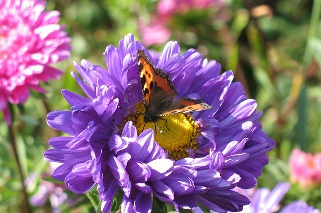 Запахи регионов России планируют увековечить в духах для туристов