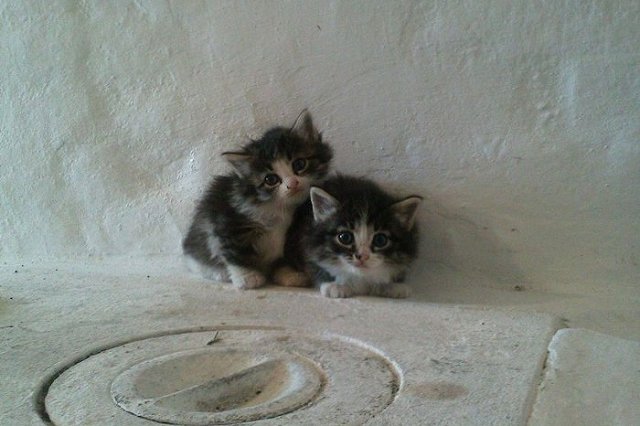 Пользователи вычислили живодера, угрожавшего мучить котенка за отсутствие лайков