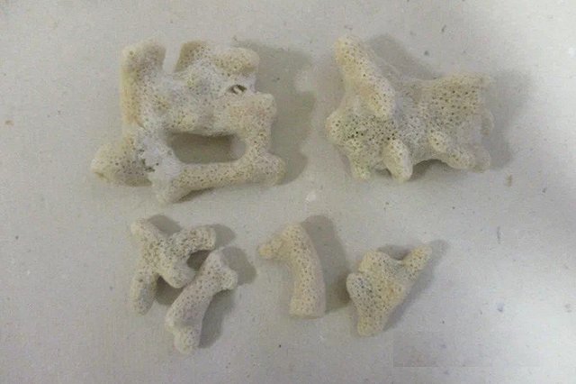 Уральские таможенники изъяли у пассажирки в Кольцово кораллы