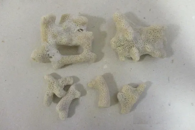 Уральские таможенники изъяли у пассажирки в Кольцово кораллы