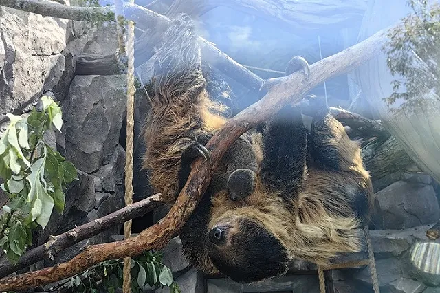 Ленивцы не поленились и размножились