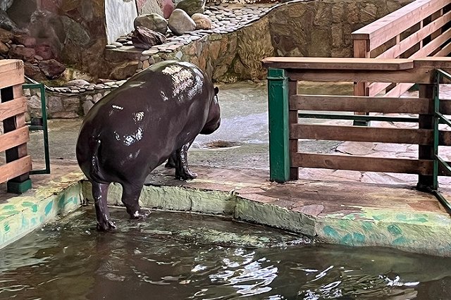 Бегемотиха из Екатеринбурга осталась без жениха из-за санкций