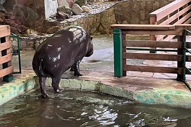 Бегемотиха из Екатеринбурга осталась без жениха из-за санкций