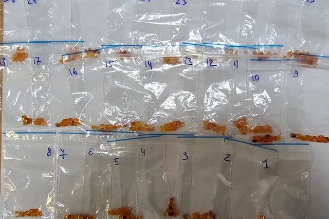 Екатеринбуржец попался на контрабанде ювелирных изделий из Таиланда за миллионы — фото