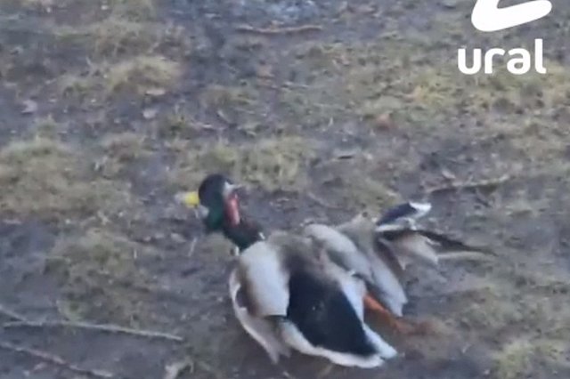 В Екатеринбурге школьница на самокате жестоко проехала по утке и скрылась