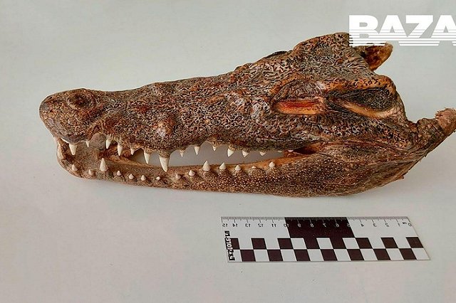 Голову крокодила нашли в багаже туриста, прилетевшего в Россию