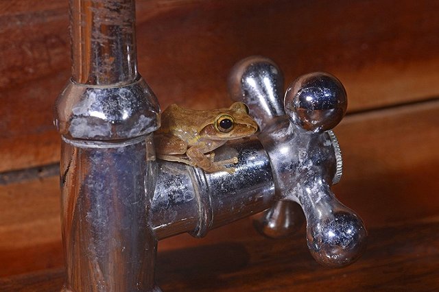 Николай Смирнов: вода с червями из кранов в Тавде не опасна для людей