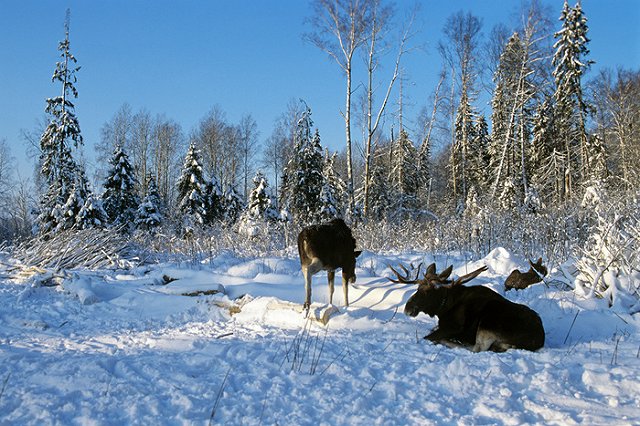 Охотовед: Лося убили, чтобы продать его ноги придорожному кафе