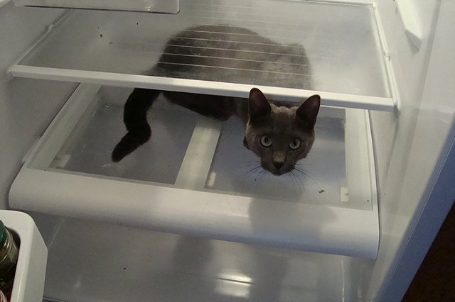 Пропавшую российскую школьницу нашли мертвой в холодильнике