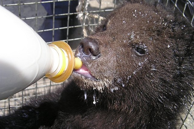 В Приморье полицейские изъяли из жилого сектора двух медвежат, вышедших в город