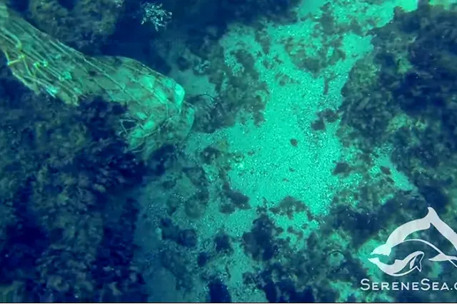 Видео найденных на дне Черного моря убитых дельфинов с камнями на хвостах опубликовали экологи