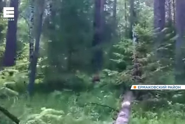 Искать тело туриста, погибшего при нападении медведя в красноярском нацпарке, отправили вертолет