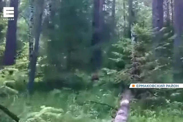 Искать тело туриста, погибшего при нападении медведя в красноярском нацпарке, отправили вертолет