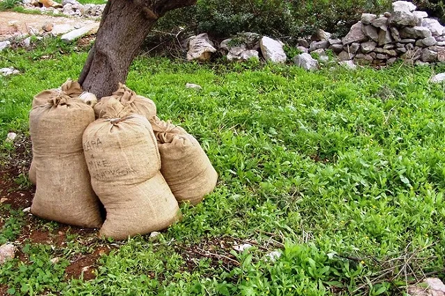 На Урале нашли семь мешков с мертвыми кошками и собаками