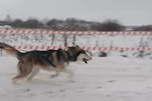 В Свердловской области собака искусала ребёнка во время экскурсии