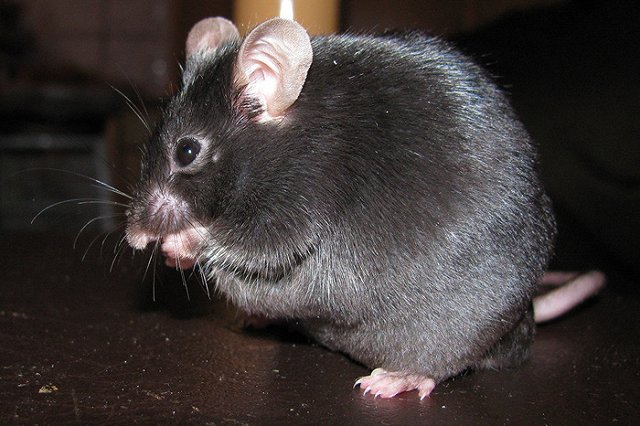 Появилась новая версия об отравлении учеников СУНЦ