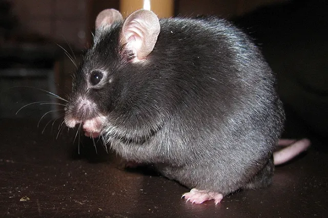 Появилась новая версия об отравлении учеников СУНЦ