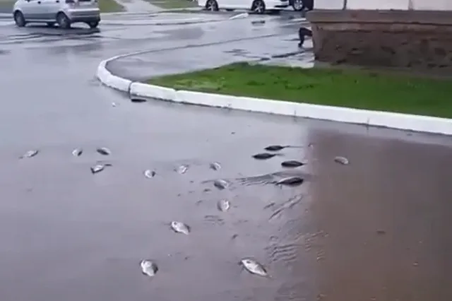 Тротуары свердловского города усеяны рыбой из-за паводка