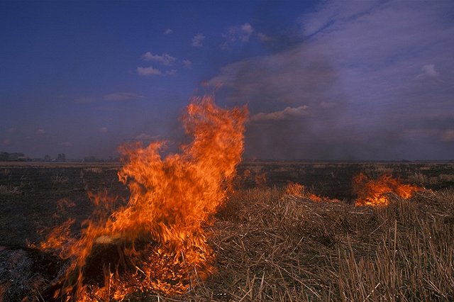 Из-за поджога травы под Рязанью загорелись 11 жилых домов