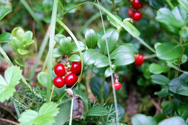 В леса под Сургутом автобусами завозят мигрантов. «Как саранча, все подбирают»
