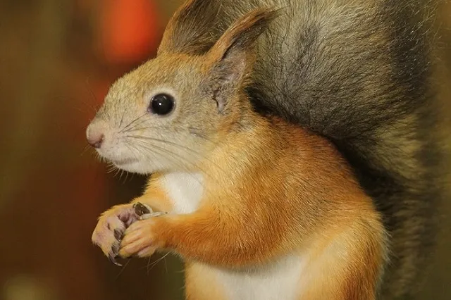 Белка Гилиан из зоопарка Екатеринбурга предскажет, какой будет весна на Урале