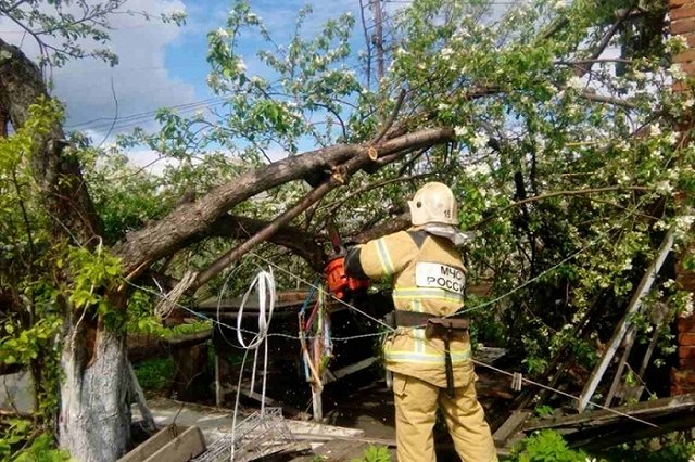 В Екатеринбурге обрежут тысячи деревьев