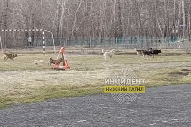 Стая бродячих собак терроризирует свердловских школьников