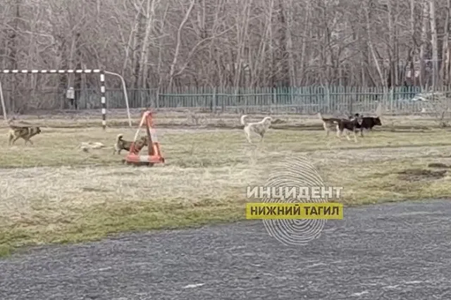 Стая бродячих собак терроризирует свердловских школьников