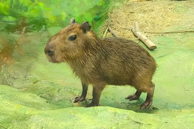 Стало известно, как в Екатеринбрге назвали капибару