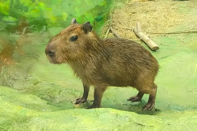 Стало известно, как в Екатеринбрге назвали капибару