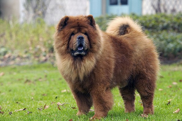 Итальянский цирк выдавал собак за панд