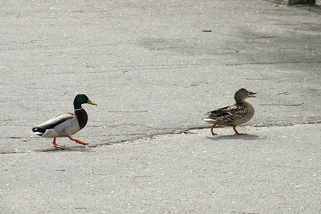 Ученые: после четырех свиданий между людьми возникает любовь
