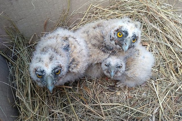 Приемное гнездо для осиротевших ушастых совят ищут в Екатеринбурге