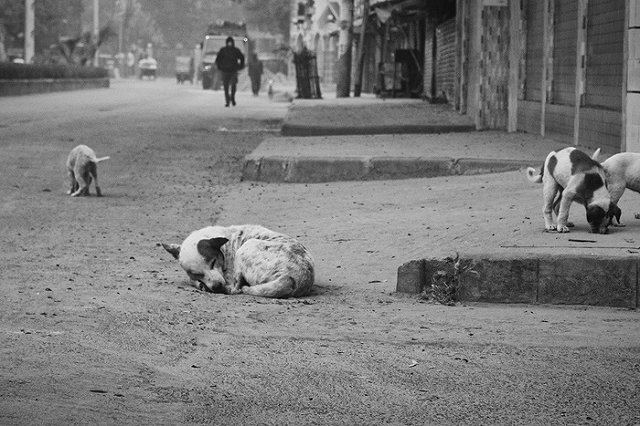 Стая бродячих собак насмерть загрызла мужчину