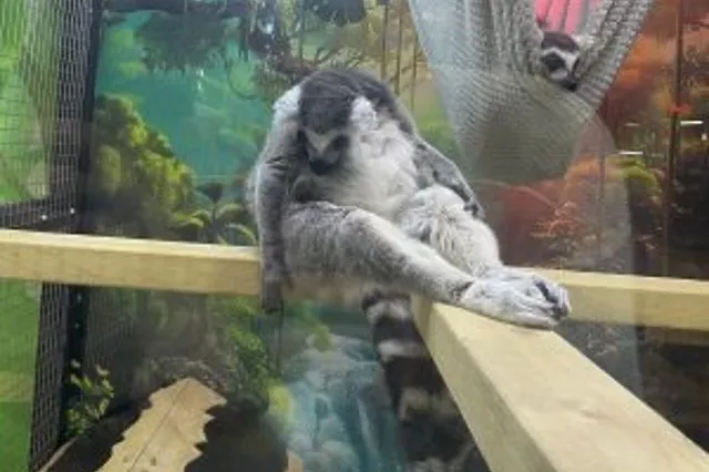 В «Гринвиче» спустя два месяца работы из-за нарушения закрыли выставку животных