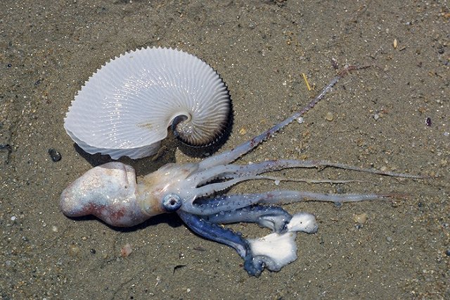 В Греции туристов будут штрафовать на €1 тыс. за кражу гальки с пляжа