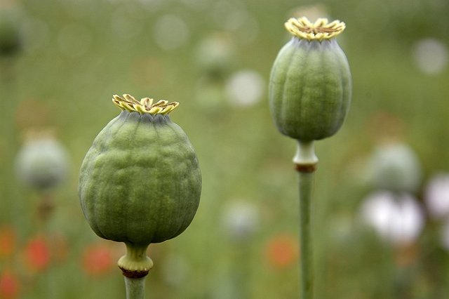 В суд вернули дело пенсионера, вырастившего 500 кустов мака